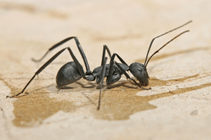 carpenter ant 300x200 - How Do I Know if I Have Carpenter Ants?