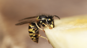 Screen Shot 2022 06 28 at 11.15.47 AM 300x168 - Places Wasps Go in Winter (And How to Get Rid of Them)