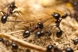 carpenter ants 272x182 - Services