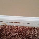 termite damage 3 150x150 - Photo Gallery