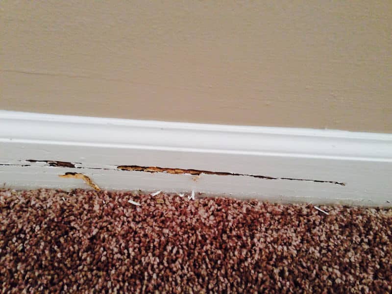 termite damage 3 - Photo Gallery