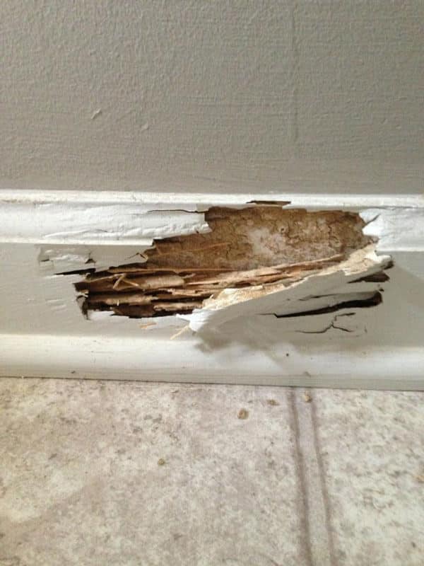 termite damage - Photo Gallery
