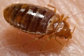 bed bug 3 272x182 - Services