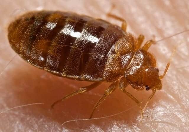 bed bug 3 640x480 2 - Bed Bug Treatment in the Greater Memphis Area