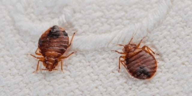 bed bugs 2 640x480 640x480 - Bed Bug Treatment in the Greater Memphis Area