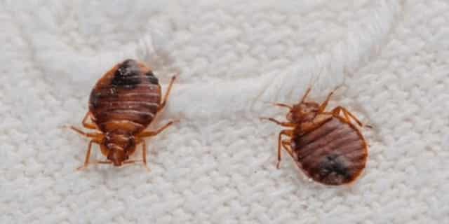 bed bugs 2 640x480 - Bed Bug Treatment in the Greater Memphis Area