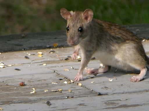 roof rat2 - Greater Memphis Area Rodent Control Experts