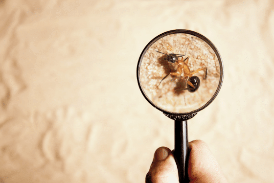 The Importance of Pest Inspection for Your New Home - Rid All Termite and  Pest Solutions