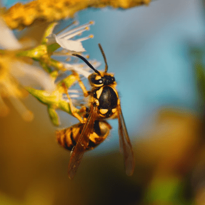 wasp infestation