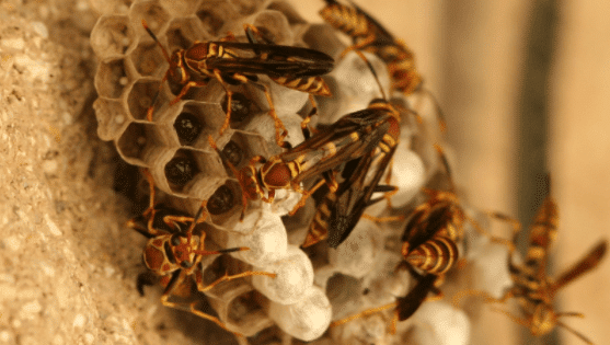 Hornet infestation