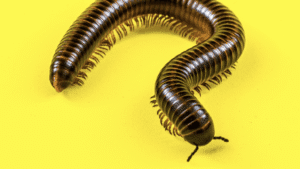 Screen Shot 2022 08 12 at 4.51.43 PM 300x169 - How to Control and Get Rid of Millipedes in Your House
