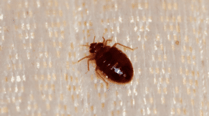 Screen Shot 2022 09 23 at 2.32.28 PM 300x167 - A Guide to Bed Bug Powder