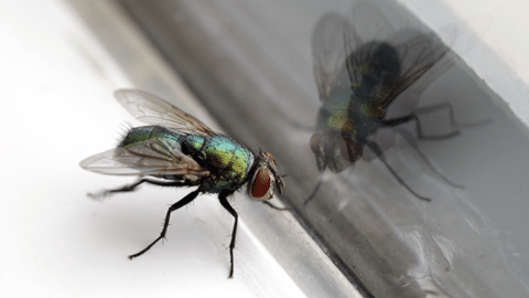 Closeup fly and reflection in window