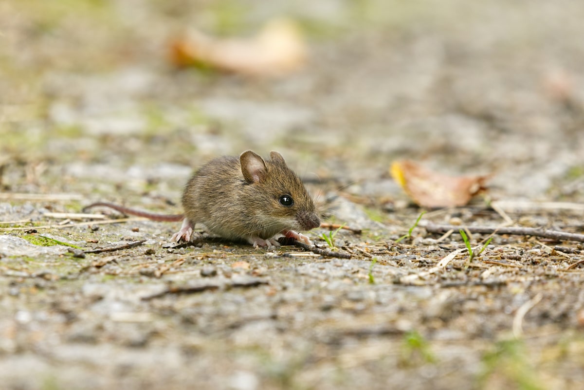 Greater Memphis Area Rodent Control Experts