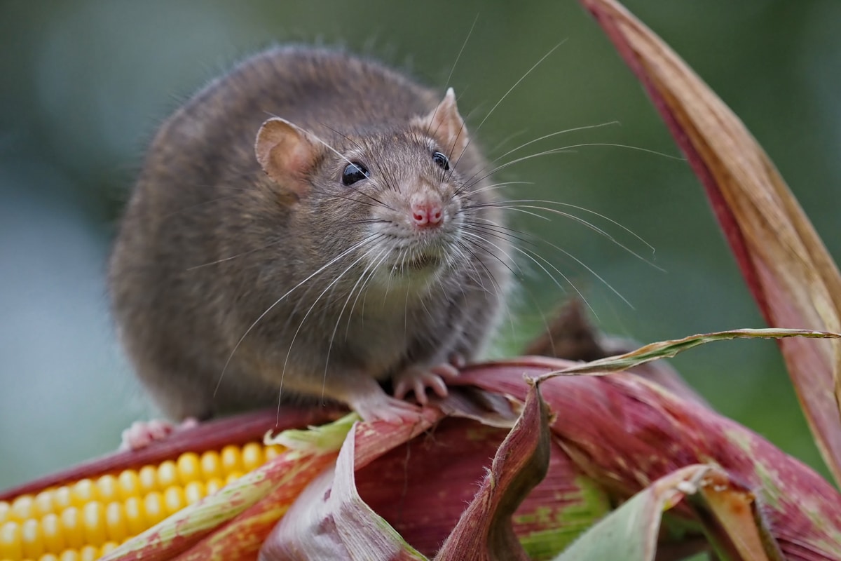 Greater Memphis Area Rodent Control Experts