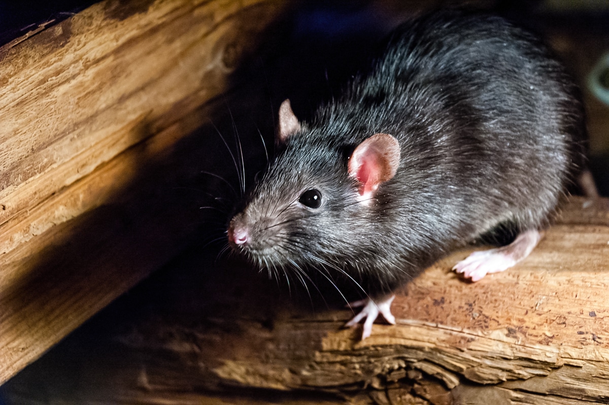 Greater Memphis Area Rodent Control Experts